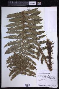 Dryopteris crassirhizoma image