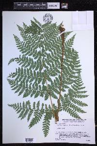 Dryopteris expansa image