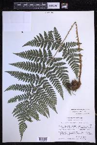 Dryopteris dilatata image