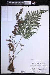 Dryopteris aemula image