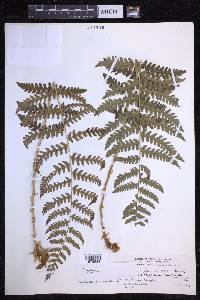 Dryopteris chrysocoma image