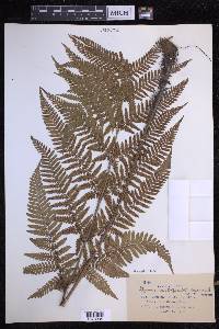 Dryopteris erythrosora image