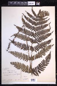 Dryopteris erythrosora image