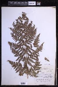 Dryopteris dilatata image