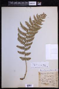 Dryopteris chrysocoma image