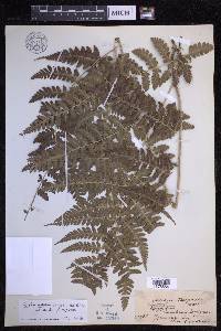 Dryopteris caroli-hopei image