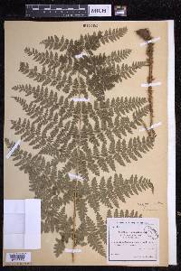 Dryopteris dilatata image