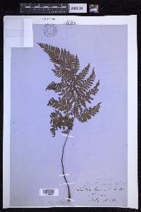 Dryopteris aemula image