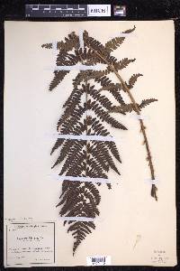 Dryopteris filix-mas image