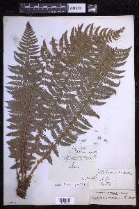 Polystichum aculeatum image