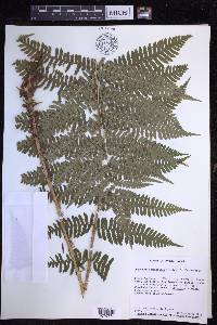 Dryopteris monticola image