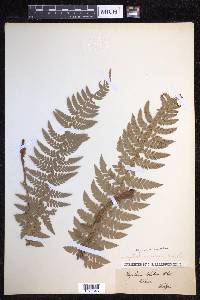 Polystichum aculeatum image