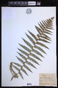 Dryopteris filix-mas image