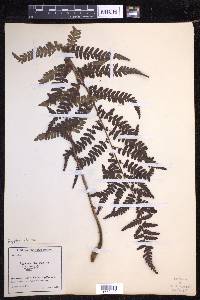 Dryopteris filix-mas image