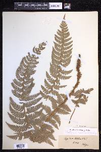 Polystichum aculeatum image