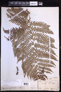 Dryopteris monticola image