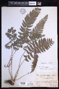 Polystichum aculeatum image