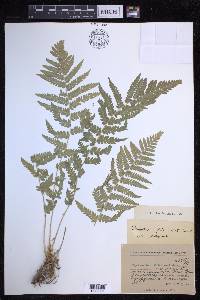 Dryopteris filix-mas image