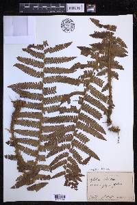 Dryopteris filix-mas image