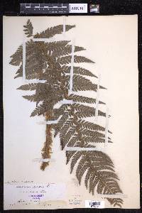 Polystichum aculeatum image