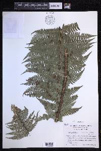 Polystichum aculeatum image