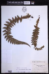 Polystichum acanthophyllum image