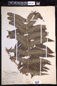 Dryopteris filix-mas image