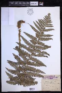 Dryopteris filix-mas image