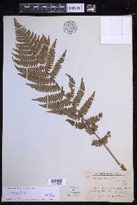 Dryopteris filix-mas image