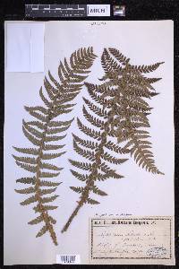 Polystichum aculeatum image