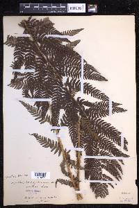 Dryopteris filix-mas image