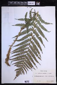 Dryopteris filix-mas image