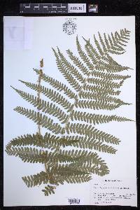 Dryopteris filix-mas image