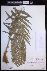 Dryopteris filix-mas image