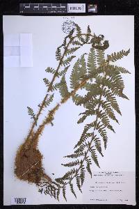 Dryopteris filix-mas image