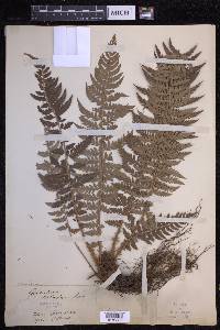 Polystichum aculeatum image