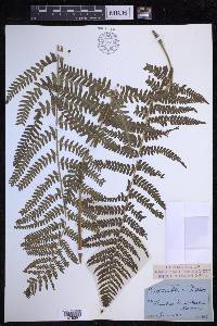 Dryopteris filix-mas image