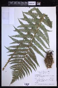 Dryopteris filix-mas image