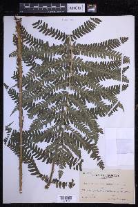 Dryopteris monticola image