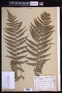 Dryopteris filix-mas image