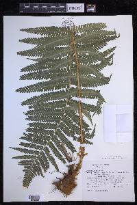 Dryopteris filix-mas image