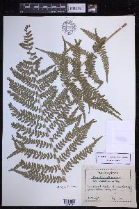 Dryopteris filix-mas image