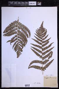 Dryopteris filix-mas image