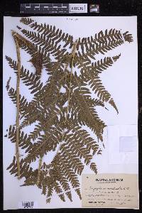 Dryopteris monticola image