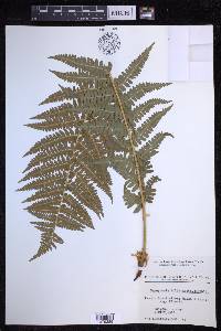 Dryopteris filix-mas image