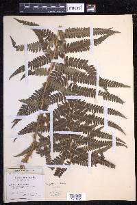 Dryopteris filix-mas image