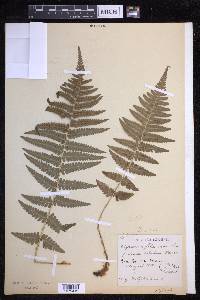 Dryopteris filix-mas image