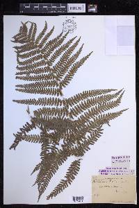 Dryopteris filix-mas image