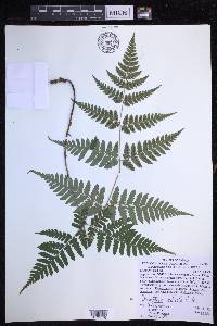 Dryopteris monticola image