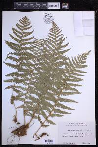 Dryopteris filix-mas image